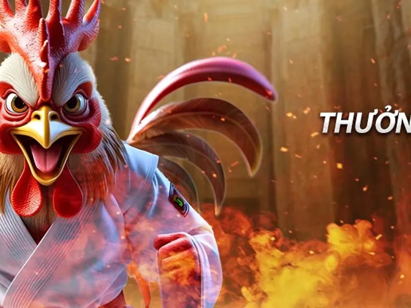 Hình ảnh gà đá cựa sắt đang thi đấu